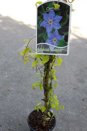 Clematis-Hybrida-Sieboldii-1