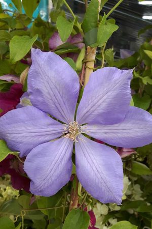 Clematis-Mrs-Cholmondeley-1