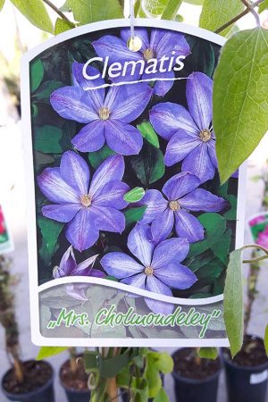 Clematis-Mrs-Cholmondeley