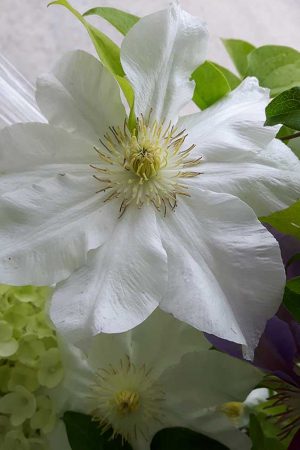 Clematis-Toki-2