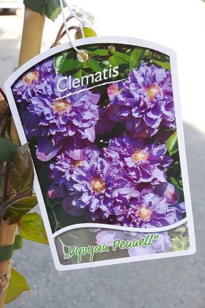 Clematis-Vyvyan-Pennell-2