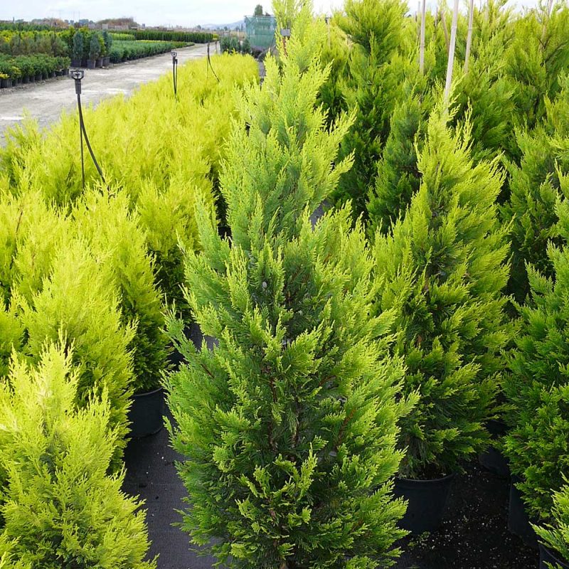 Cupressocyparis_Gold_Rider_co_7