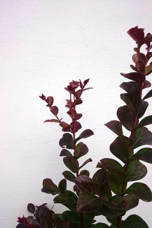 Lagerstroemia-indica-2