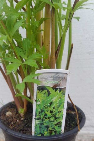 Levisticum-officinalis-1