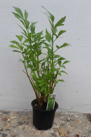 Levisticum-officinalis-2