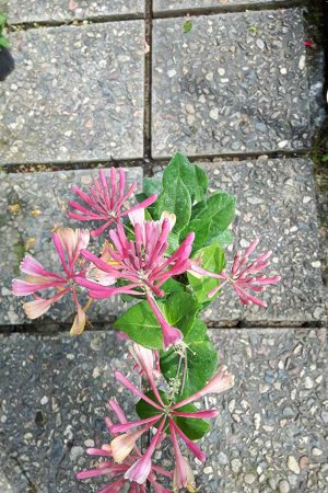 Lonicera-Лоницера-Орлов-нокът-4