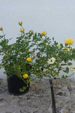 Mini-rosa-Yellow-Мини-роза-жълта-1