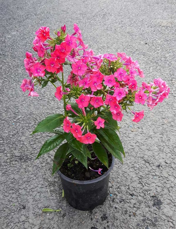 Phlox-paniculata-2