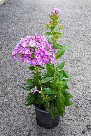 Phlox-paniculata-3