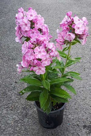 Phlox-paniculata-4