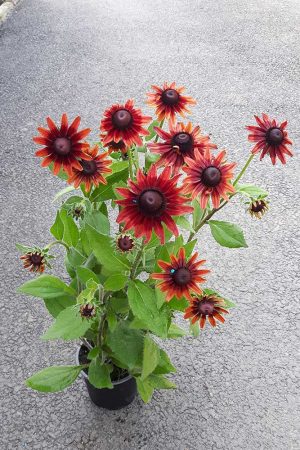 Rudbeckia-hirta-Cherry-Brandy-2