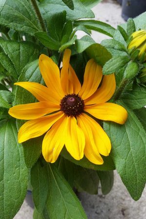 Rudbeckia-hirta-Toto-Gold-3