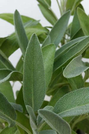 Salvia-officinalis-2