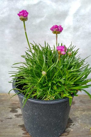 Armeria-maritima-02
