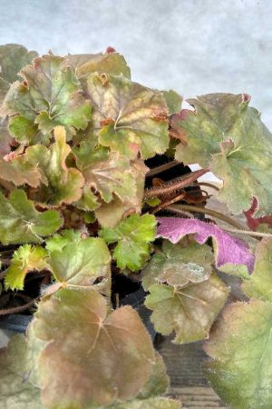 Heuchera-Carnaval-Coffee-Bean-01