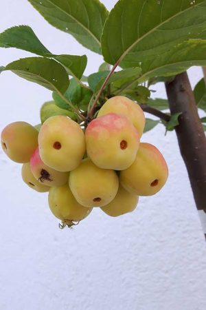 Malus-Red-Sentiel-03