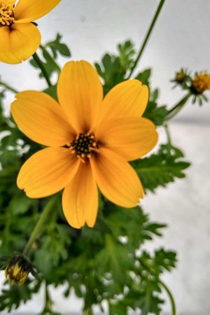 Bidens-ferulifolia-Golden-Empire-02