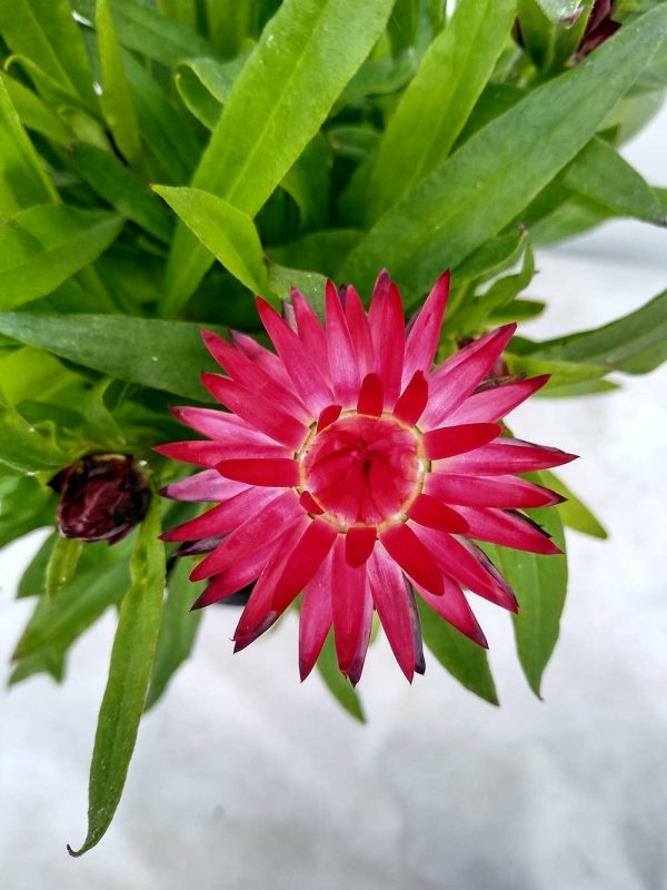 Bracteantha-Mohave-Purple-Red-01