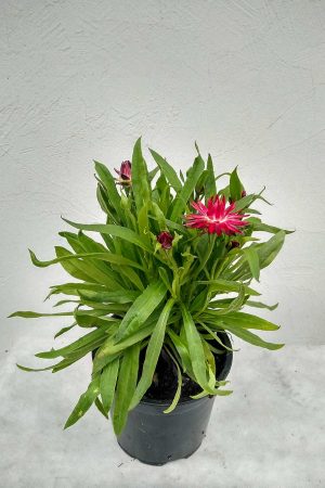 Bracteantha-Mohave-Purple-Red-03