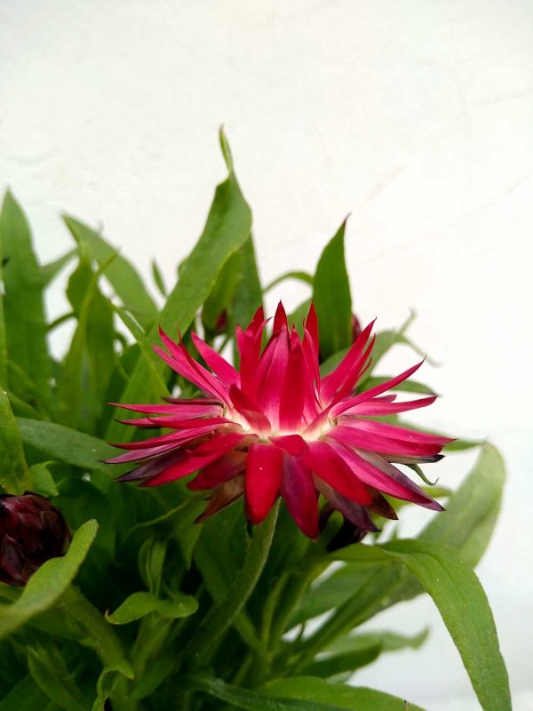 Bracteantha-Mohave-Purple-Red-04