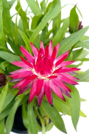 Bracteantha-Mohave-Purple-Red-05