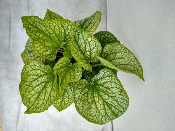 Brunnera-macr-Alexander's-Great-01