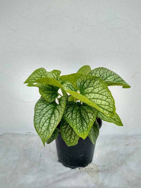 Brunnera-macr-Alexander's-Great-03