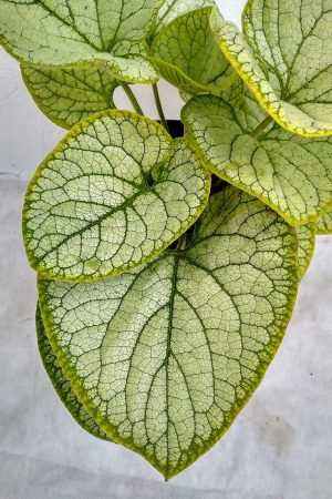 Brunnera-macr.-Silver-Heart-05