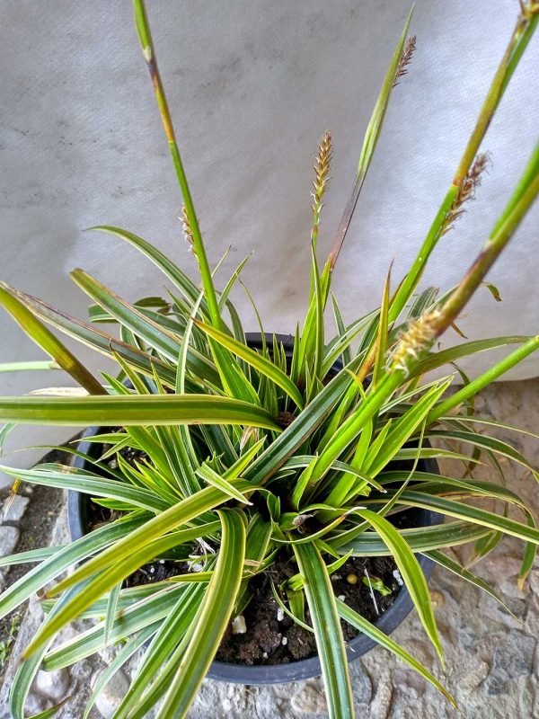 Carex-Ice-Dance-02