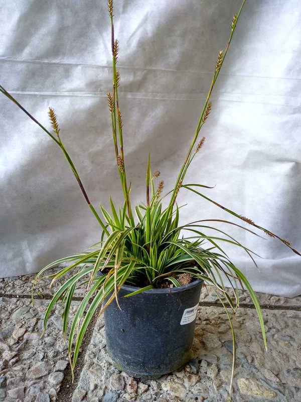 Carex-Ice-Dance-03