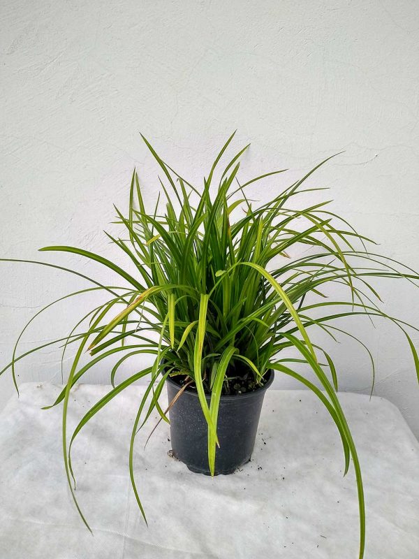 Carex-morrowii-Irish-Green-01
