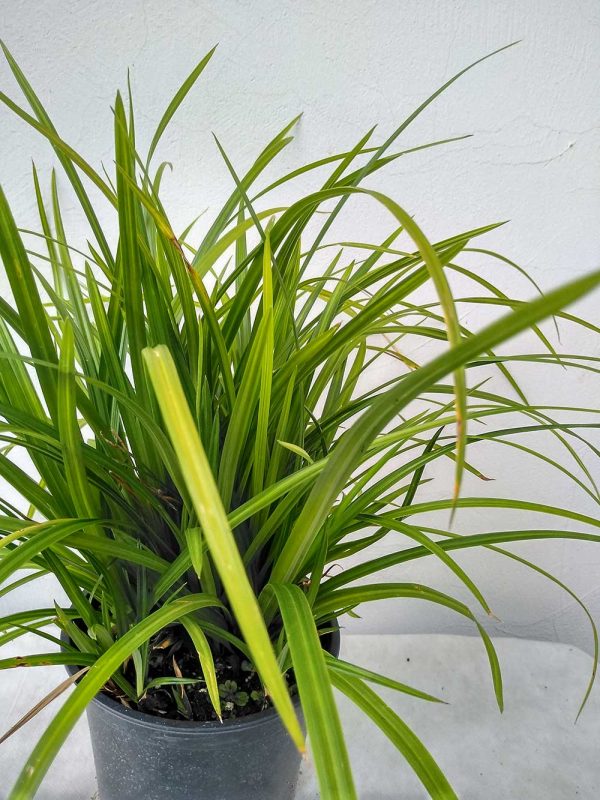 Carex-morrowii-Irish-Green-02