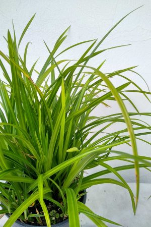 Carex-morrowii-Irish-Green-03