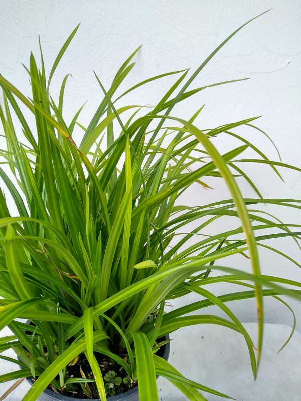 Carex-morrowii-Irish-Green-03