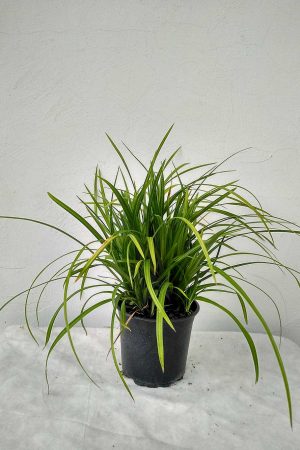 Carex-morrowii-Irish-Green-04