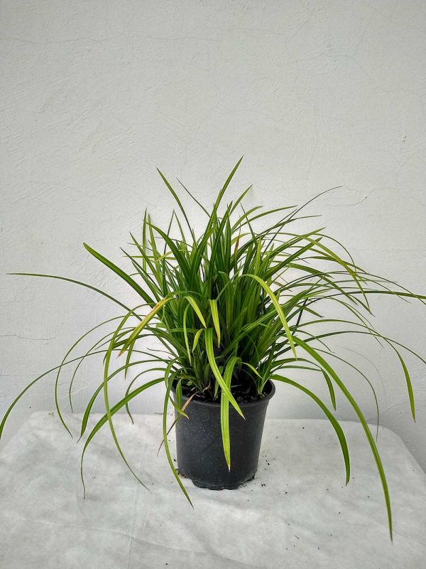 Carex-morrowii-Irish-Green-04