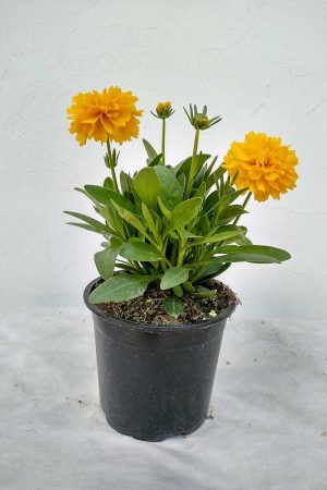 Coreopsis-grandiflora-Solanna-06