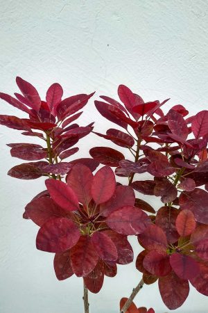 Cotinus-cog.-Royal-Purple-05
