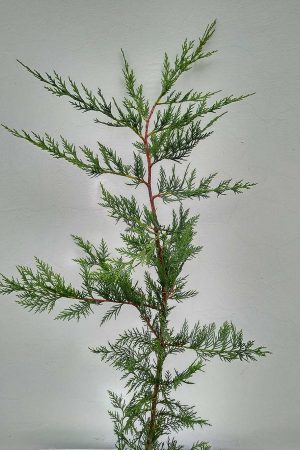 Cupressocyparis-leylandii-01