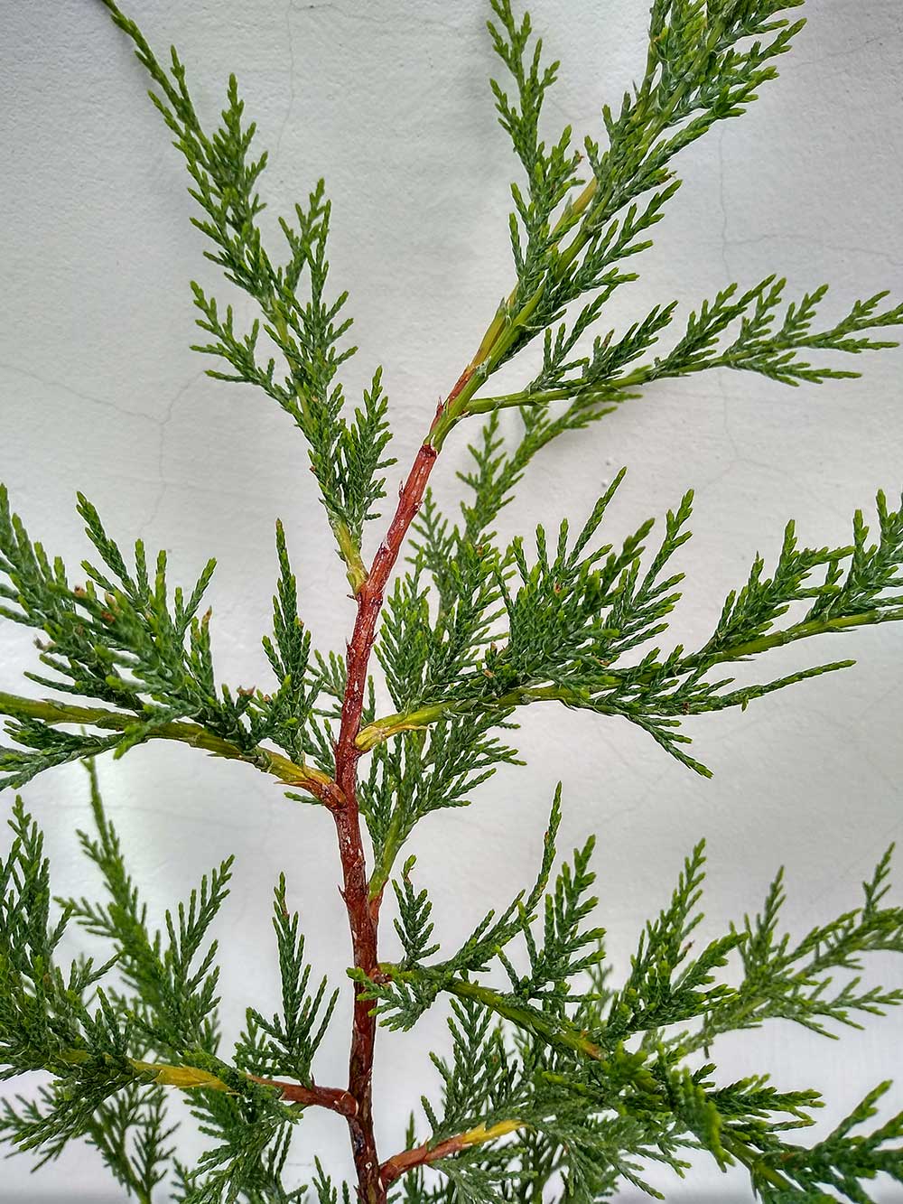 Cupressocyparis-leylandii-02