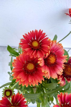 Gaillardia-aristata-Arizona-red-shades-03