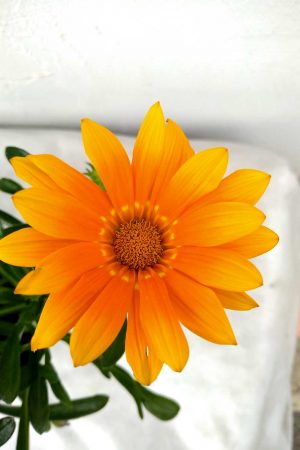 Gazania-03