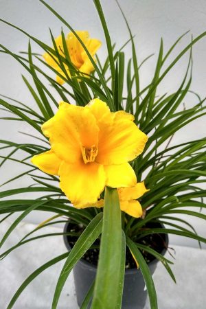 Hemerocallis-Stella-de-Oro-04