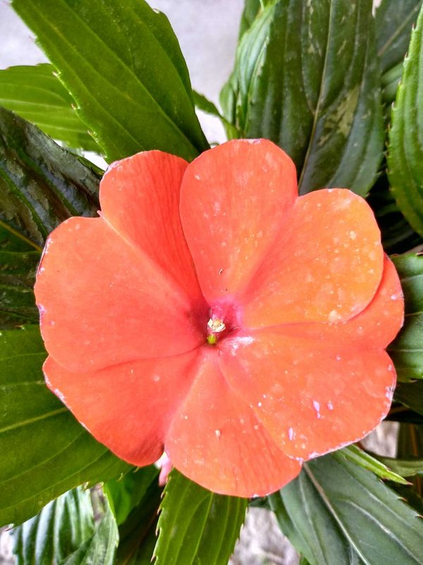 Impatiens-NG-01