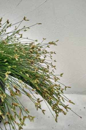 Izolepis-Live-Wire-02