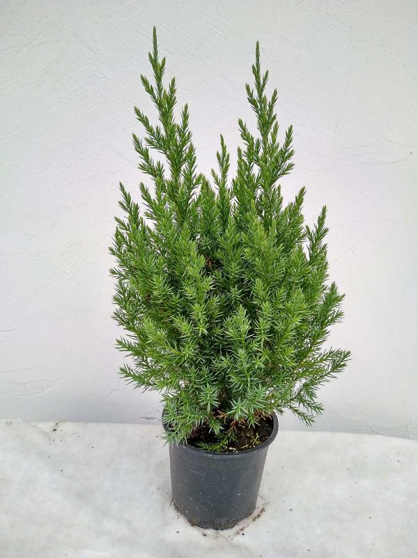 Juniperus-chinensis-Stricta-02