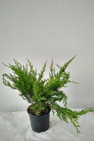 Juniperus-hor-Andora-compact-01