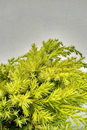 Juniperus-hor-Jade-River-02