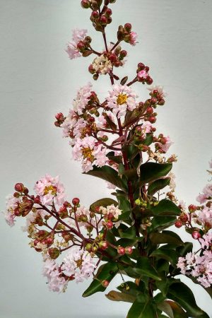 Lagerstroemia-indica-Burgundy-cotton-04