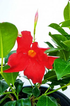 Mandevilla-Magnetica-Dark-Red-02